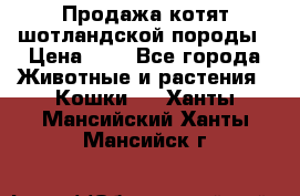 Продажа котят шотландской породы › Цена ­ - - Все города Животные и растения » Кошки   . Ханты-Мансийский,Ханты-Мансийск г.
